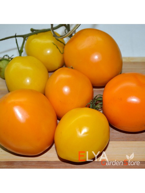 Семена томата Санька Золотой - коллекционный сорт