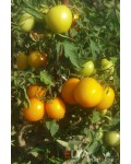 Семена томата Санька Золотой - коллекционный сорт