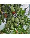 Семена томата Сливка Бендрика Желтая - коллекционный сорт