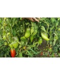 Семена томата Корейский Длинноплодный - коллекционный сорт