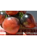 Семена томата Сержант Пеппер - коллекционный сорт