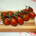 Семена томата Шоколадный Зайчик - коллекционный сорт