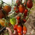 Семена томата Шоколадный Зайчик - коллекционный сорт