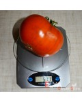 Семена томата Микадо Черный - 10 шт, свежий урожай, коллекционный сорт