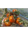 Семена томата Микадо Черный - 10 шт, свежий урожай, коллекционный сорт