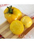 Семена томата Алтайский белый - коллекционный сорт