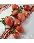 Семена томата Канары - коллекционный сорт