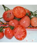 Семена томата Канары - коллекционный сорт