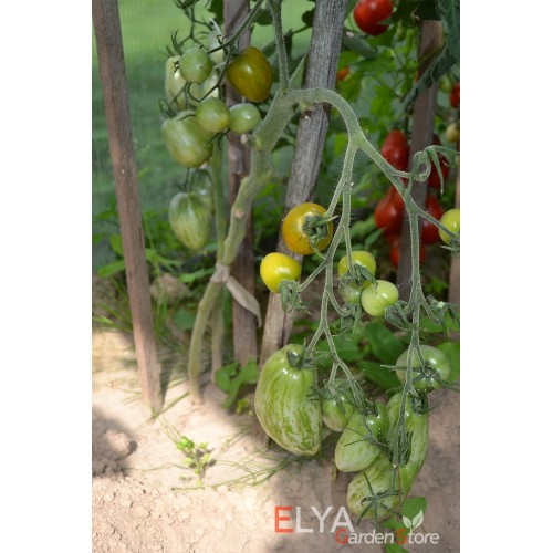 Семена томата Модная (Дерзкая) Мэри (гном) - коллекционный сорт