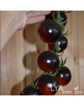 Семена томата Черника - коллекционный сорт