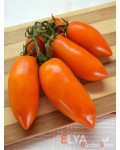 Семена томата Оранжевая Сосулька - коллекционный сорт 