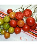 Семена томата Гэндальф - коллекционный сорт
