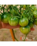 Семена томата Гэндальф - коллекционный сорт