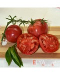 Семена томата Алтайский Шедевр - коллекционный сорт