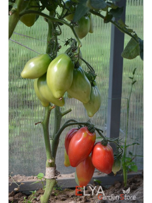Семена томата Десперадо (гном) - коллекционный сорт