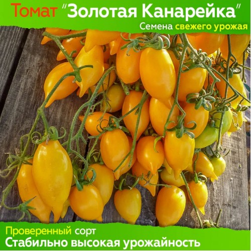 Семена томата Золотая Канарейка - коллекционный сорт