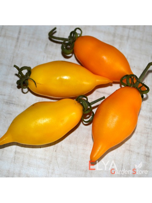 Семена томата Золотая Канарейка - коллекционный сорт