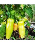 Семена томата Веселый Гном - коллекционный сорт 