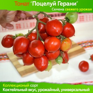Семена томата Поцелуй Герани - коллекционный сорт