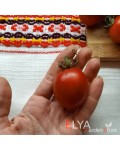 Семена томата Принц Боргезе - коллекционный сорт