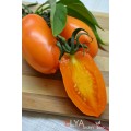 Семена томата Золотая Рыбка - коллекционный сорт