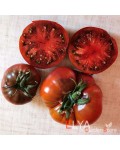 Семена томата Польские Ночи - коллекционный сорт