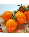 Семена томата Джокато - коллекционный сорт