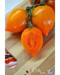 Семена томата Джокато - коллекционный сорт