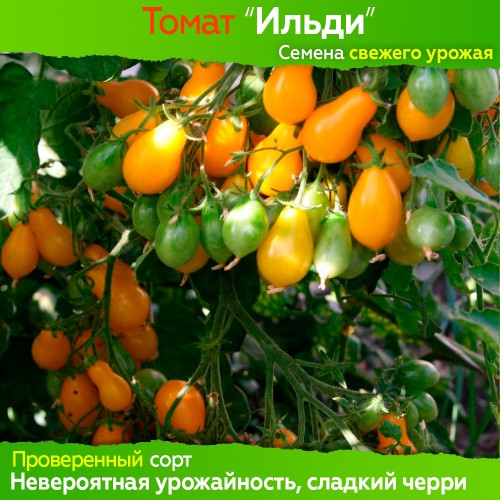 Семена томата Ильди - 10 шт - коллекционный сорт