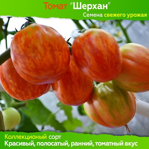 Семена томата Шерхан - коллекционный сорт