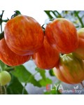 Семена томата Шерхан - коллекционный сорт