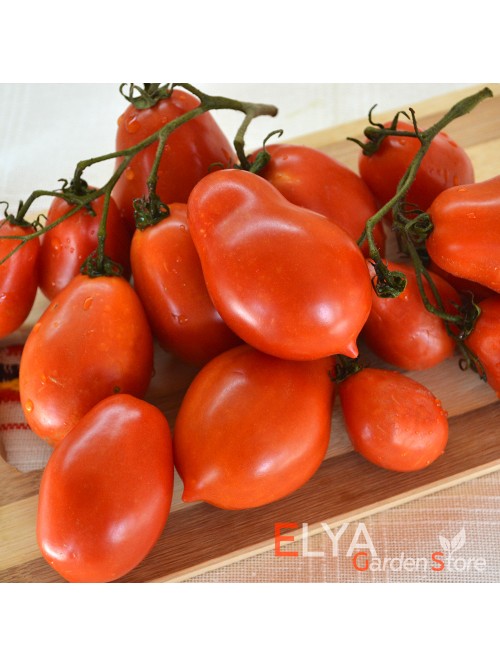 Семена томата Ракета - коллекционный сорт