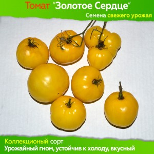 Семена томата Золотое Сердце (гном) - коллекционный сорт