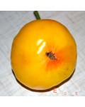 Семена томата Мятный - коллекционный сорт