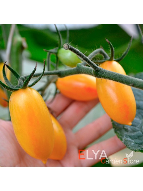 Семена томата Стыдливый Румянец (Remko) - коллекционный сорт