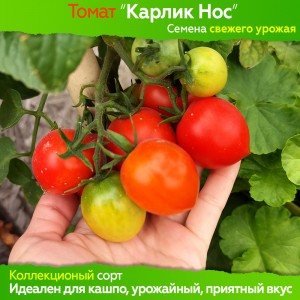Семена томата Карлик Нос - коллекционный сорт