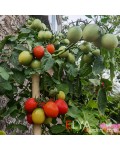 Семена томата Карлик Нос - коллекционный сорт