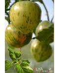 Семена томата Бред Гейтс (гном) - коллекционный сорт
