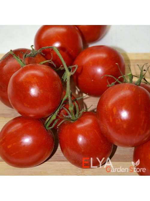 Семена томата Бред Гейтс (гном) - коллекционный сорт