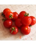 Семена томата Снегирёк - коллекционный сорт