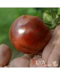 Семена томата Розовый Сапфир - коллекционный сорт