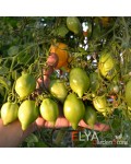 Семена томата Лимончики - коллекционный сорт