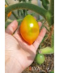 Семена томата Лимончики - коллекционный сорт
