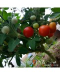 Семена томата Маковая Росинка - коллекционный сорт
