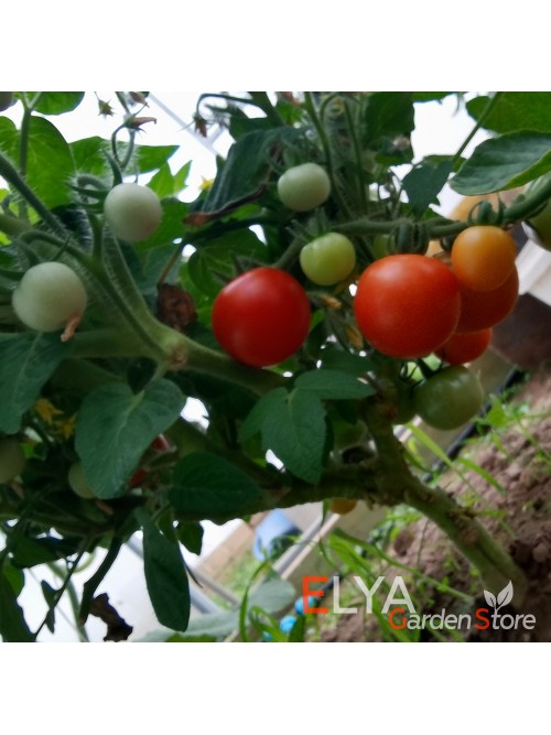 Семена томата Маковая Росинка - коллекционный сорт