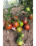 Семена томата Старинное Сердце Равенны - коллекционный сорт