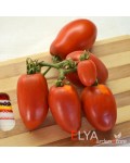 Семена томата Костёр - коллекционный сорт