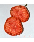 Семена томата Люсиль Тиллсон - коллекционный сорт