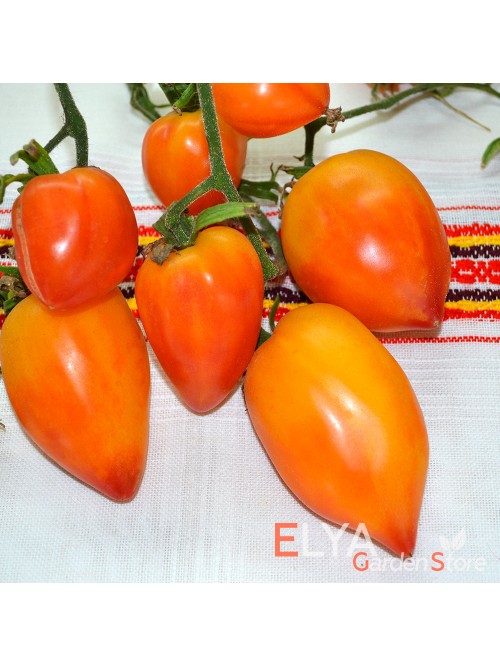 Семена томата Похвала Марины - коллекционный сорт