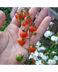 Семена томата Свит Пиа- коллекционный сорт